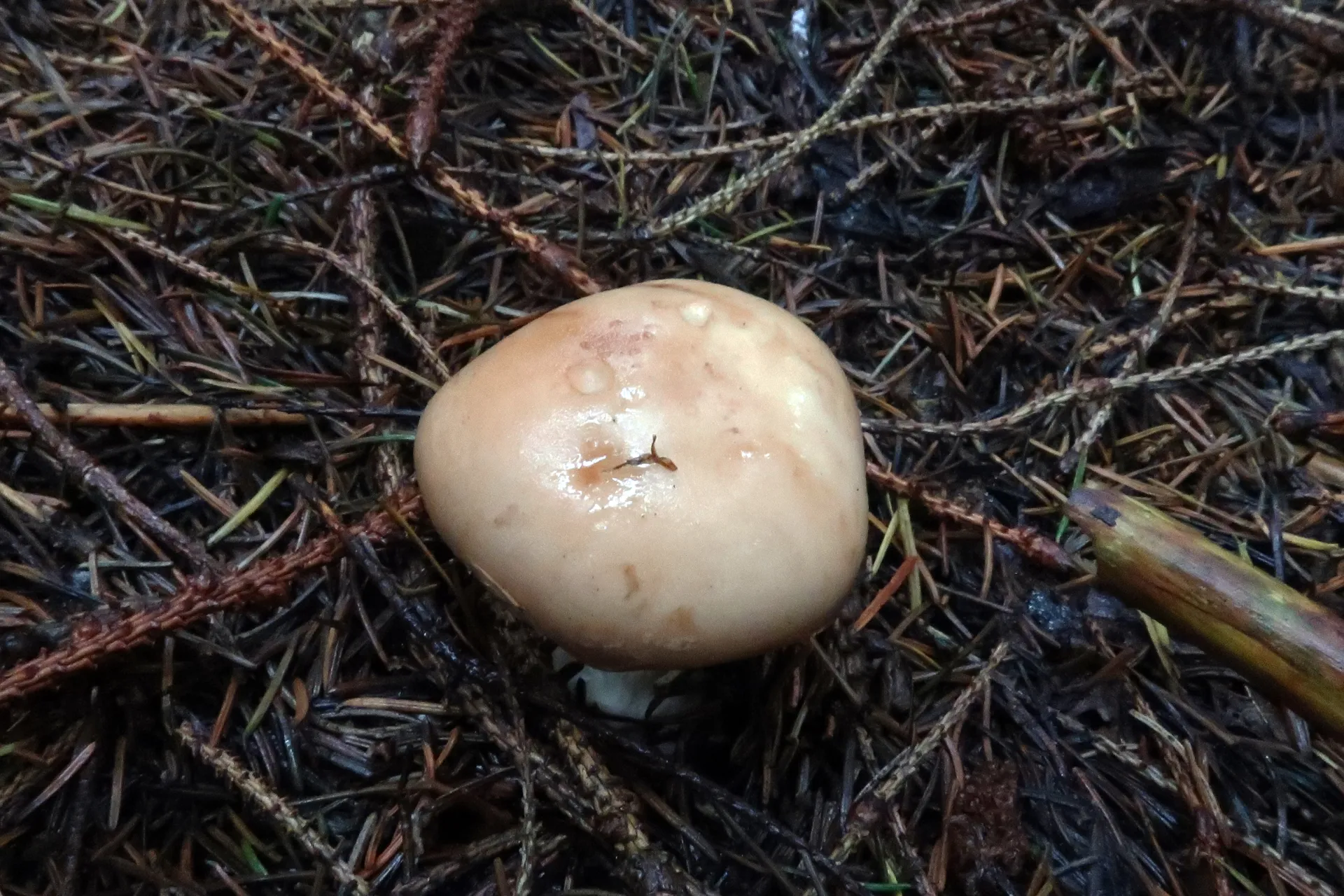 Leucocortinarius bulbiger - 1